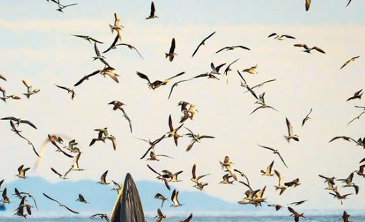 Giải thưởng Nhiếp ảnh Heritage - Hành trình Di sản 2025: Bộ ảnh chụp cá voi ở biển Nhơn Lý giành 2 giải cao nhất